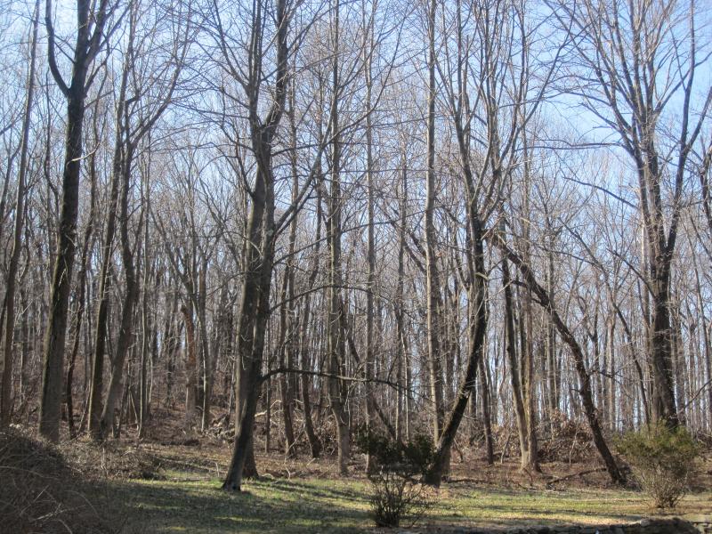 Denville Land Denville Land