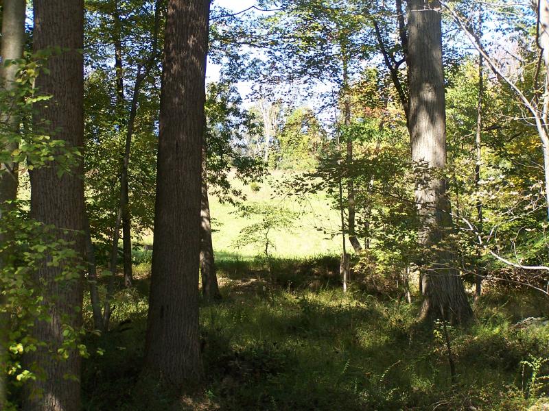 Viewing Image 11