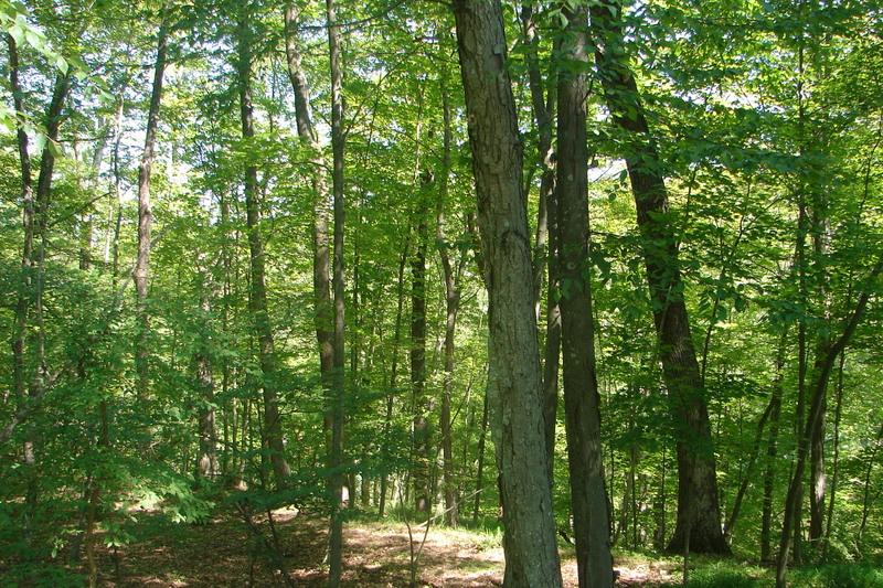 MLS #/Web ID: 2566312