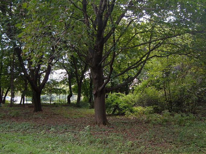 MLS #/Web ID: 2715015