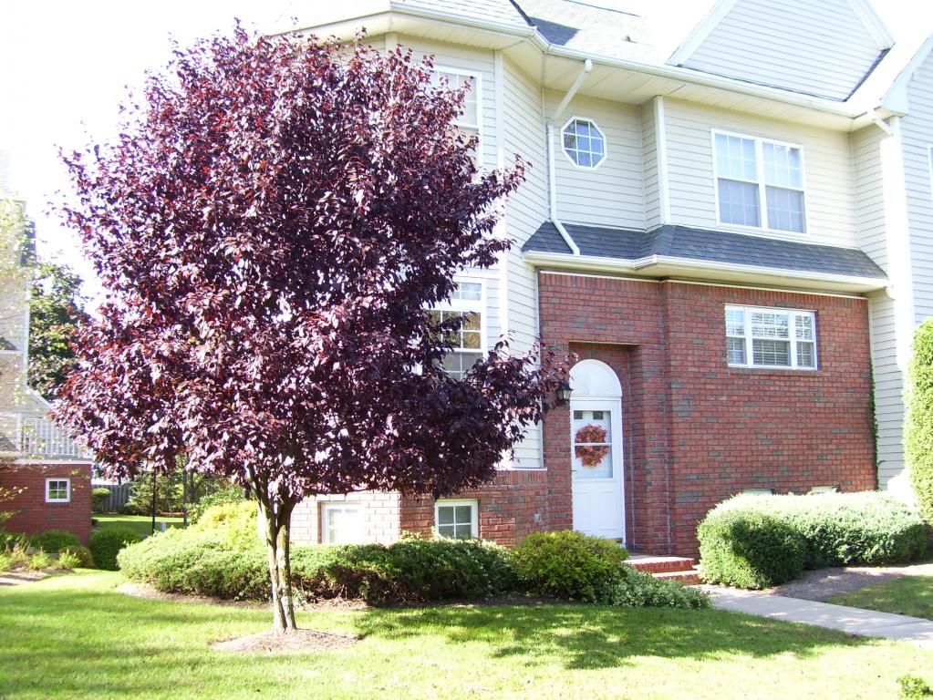 5 COTTAGE COURT