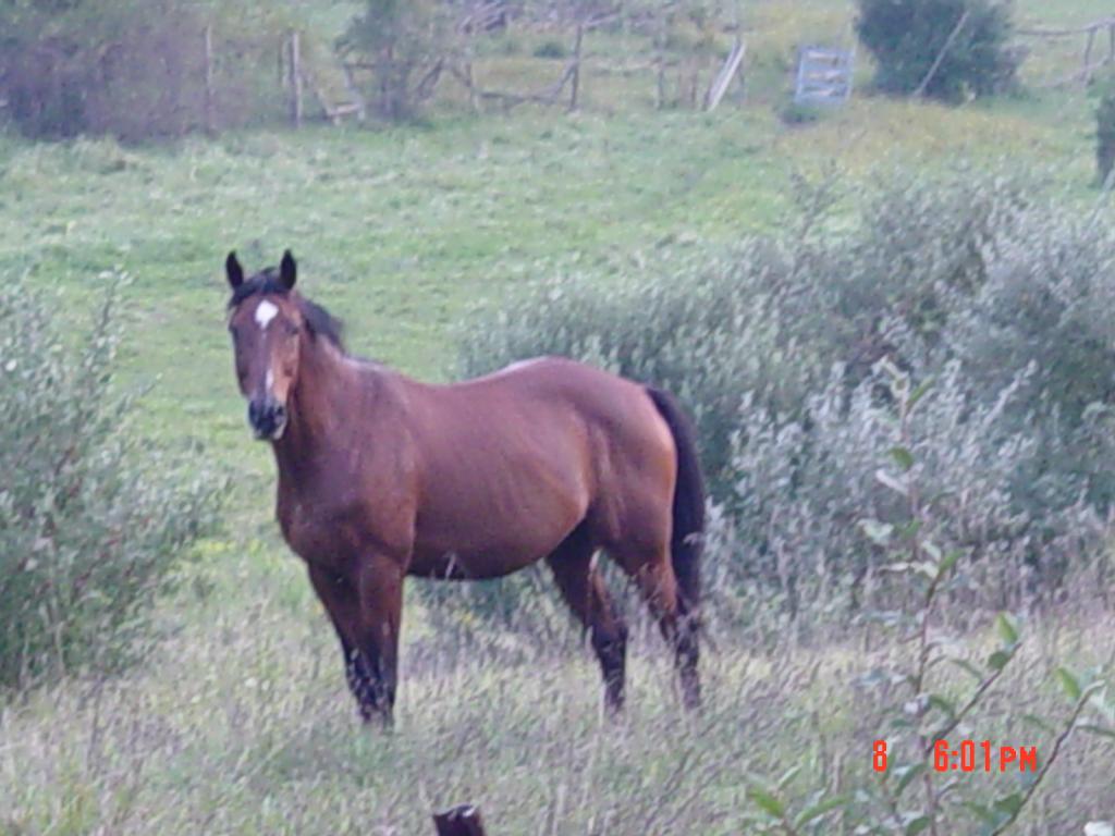 MLS #/Web ID: 2690545