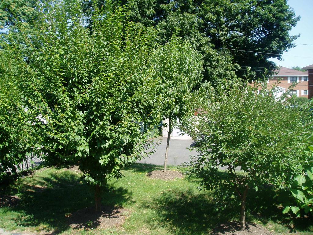 MLS #/Web ID: 2706048