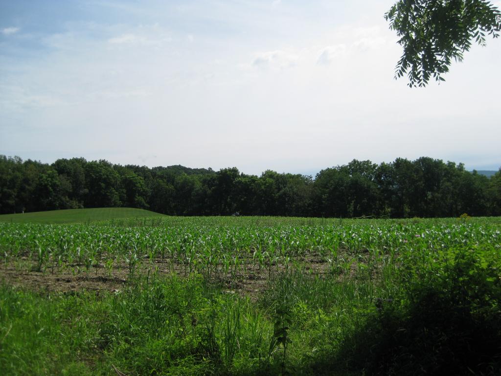 MLS #/Web ID: 2699288