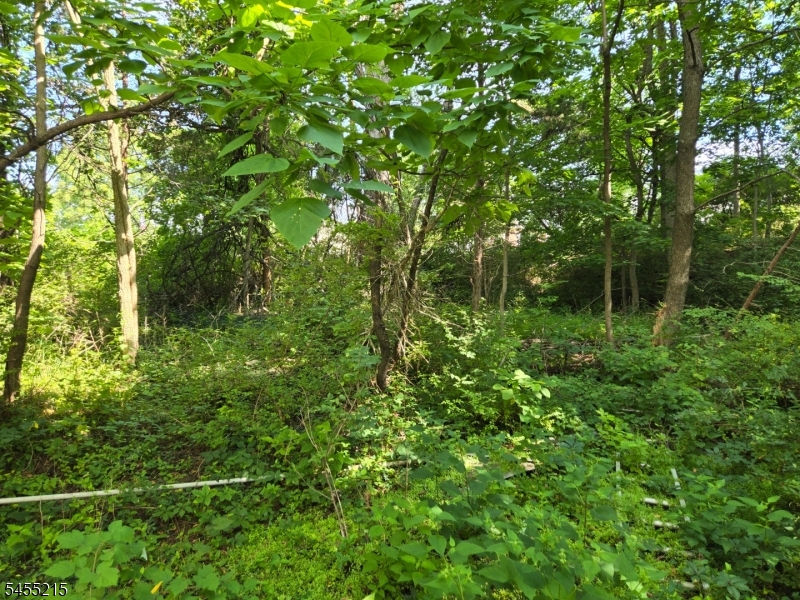WOODED LOT