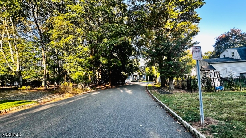 Tree lined street