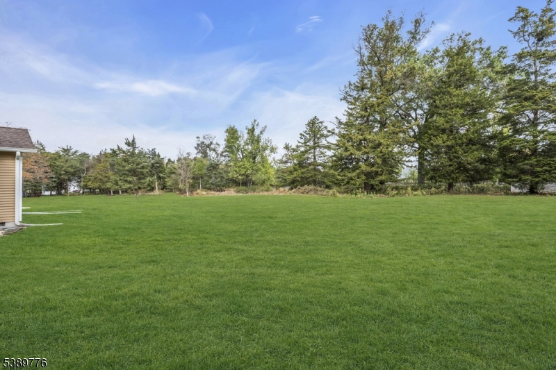Back yard