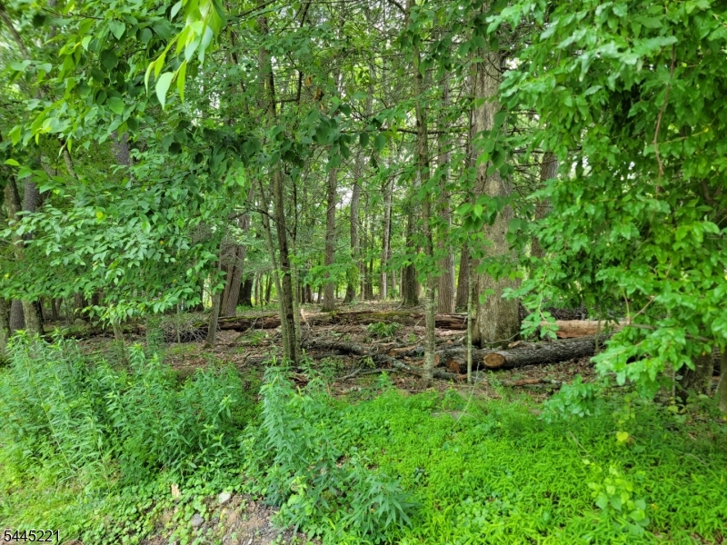 Level wooded lot