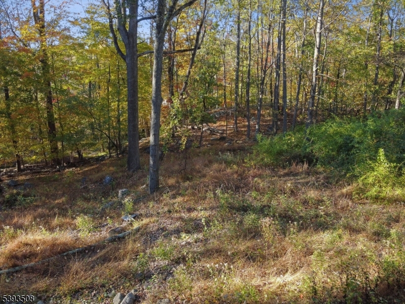 Rear Yard