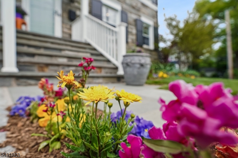Spring Blooms