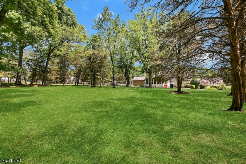 View of Backyard