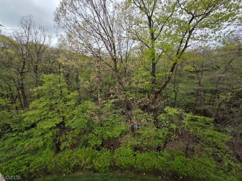 View from Patio