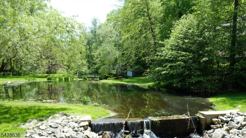 Pond Peacefulness