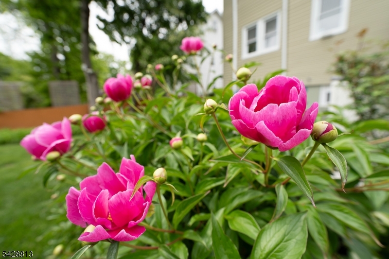 Perennial Garden